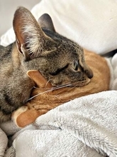 「弟つぶしてるよ」弟猫の顔にアゴを乗せてくつろぐ姉猫　密着しすぎな姿に1.6万いいね　このあとどうなった？