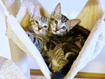 隠れて震える子猫2匹を保護→「猫は飼わない！」と、夫と息子が反対　強行したら180度激変「メロメロです」