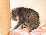 「お風呂に入れられた後、ケバケバになった猫さん…ガチギレ毛づくろい姿に「日本画みたい」」の画像1