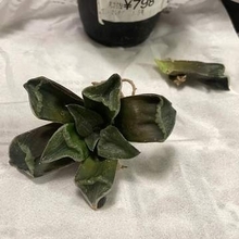 ホームセンターで半額、まるでミイラの「カピカピの草」→5カ月後、鮮やかな緑に復活…見違える姿に驚き！
