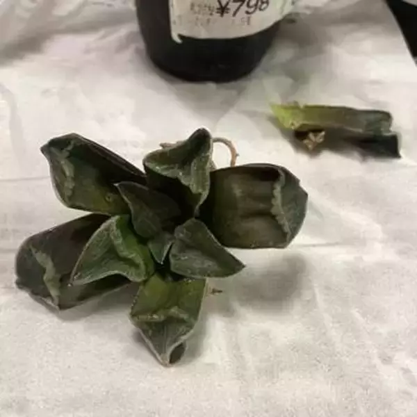 ホームセンターで半額、まるでミイラの「カピカピの草」→5カ月後、鮮やかな緑に復活…全然ちがう姿に驚き！