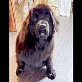 「「よし」では動かず→「よぉぉしぃ！」でやっと食べる大型犬　謎ルールに「のど、つぶれそう（笑）」「ふたりともかわいい」爆笑続出」の画像1