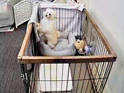赤ちゃんトイプードル、ケージ設置1日目に大脱出！ 脱走の理由にキュン♡