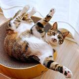 「猫のおなか丸出しへそ天ポーズは「おなか、みていいよ」　でも……触っちゃダメ！危険な罠に反響「誤解厳禁！」「触りたくなる」」の画像1
