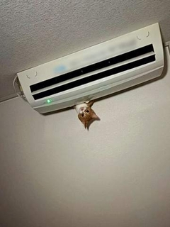 夜中、頭上から物音→見上げると猫の「生首」がにょきっ…珍光景に10万いいね「軽いホラー」「何やってんの？」「ニャンて日だ！」