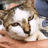 「ザリガニに挟まれ死の淵にいた子猫→“女王様”キャラに成長　そして16年後「10日ももたないだろう」と言われたのに……」の画像1