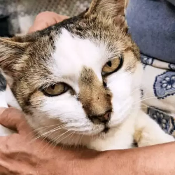 ザリガニに挟まれ死の淵にいた子猫→“女王様”キャラに成長　そして16年後「10日ももたないだろう」と言われたのに……