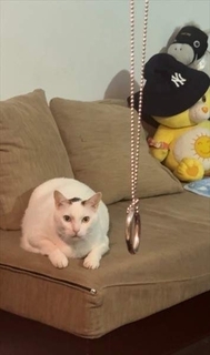 「え！なんで？」マジックを見た猫、目をまん丸にして驚く　人間よりもいい反応に爆笑「なんてこった！」「これは何の魔法？」