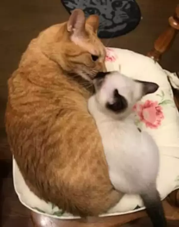 「可愛かった妹猫が今じゃ…」兄と大きさが逆転した妹猫の態度に爆笑「甘え方は同じつもりなんだけど」