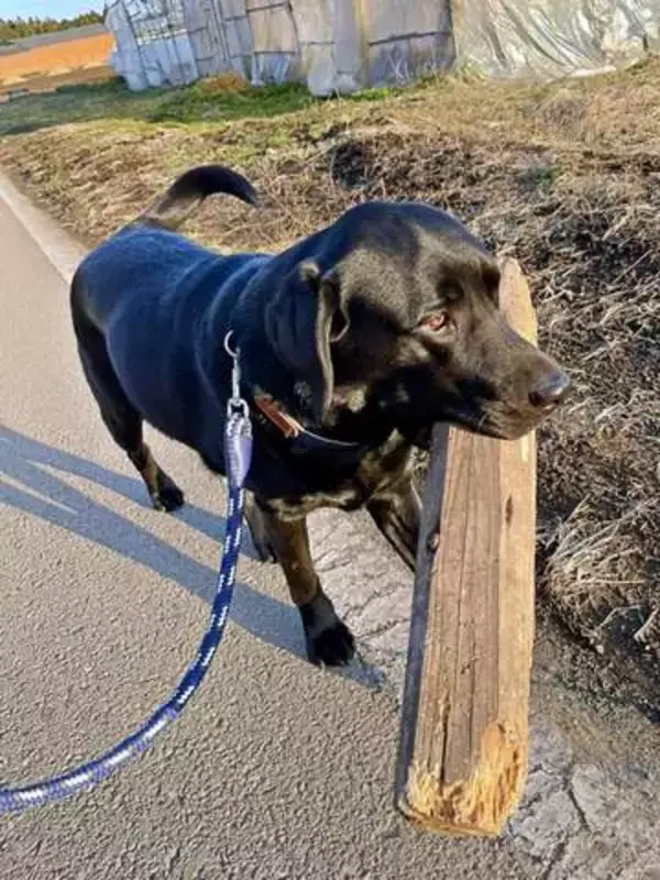 「「そのサイズ持つ！？」 巨大な相棒（角材）をくわえて軽やかに散歩する犬に驚きの声　「アゴ、鍛えとる！？」「一体なんの魅力が…」」の画像