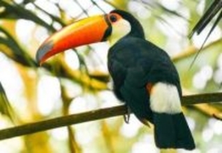 クチバシを床の隙間にさし込み…オニオオハシがドヤッ！「こんな器用なんだ」「なんか好き」