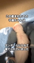 へその緒が付いたまま捨てられ弱った子猫を、出産したばかりの母猫に託したら…「我が子と同じように」子育て、命つながる