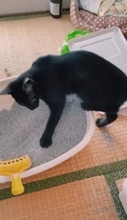 「多い！」「ここはこう！」トイレの砂が気に入らない猫　「ええい、いったん全部出そか！」豪快にカリカリ　掃除したばかりなのにあっという間に…