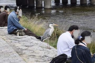 京都・鴨川　等間隔のヒトに溶け込む生き物にギョッ　「完全に京都市民」「なじみすぎて気づかず二度見」