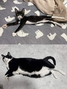 「マ、マジ？」ガリガリだった子猫が、ふてぶてしい体型に「幸せ太り」「ニャルマーからブニャットに」