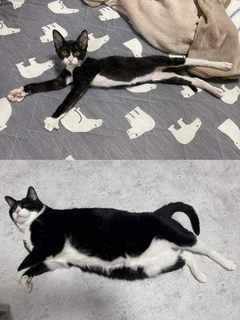 「マ、マジ？」ガリガリだった子猫が、ふてぶてしい体型に「幸せ太り」「ニャルマーからブニャットに」
