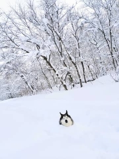 「生首だあーー！」　雪の中に埋まったシベリアン・ハスキーに驚愕　極寒の森で15分も…“ととのい顔”がシュールすぎると話題