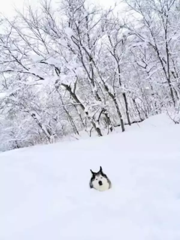 「生首だあーー！」　雪の中に埋まったシベリアン・ハスキーに驚愕　極寒の森で15分も…“ととのい顔”がシュールすぎると話題