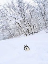 「生首だあーー！」　雪の中に埋まったシベリアン・ハスキーに驚愕　極寒の森で15分も…“ととのい顔”がシュールすぎると話題