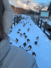 たくさんの鴨が後を追ってきた！「ついに哺乳類の壁を超えて…」なぜ？鳥たちに愛されるワケは