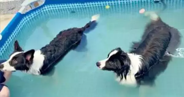 2匹の愛犬がプールで息ぴったり！ 見事な動きに「ワンクロナイズドスイミング」「ワンダフォー！」