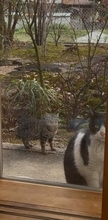 「この子のこと頼むね」近所のオス猫が妊娠中の小柄な猫を連れてきた　出産するまで毎日見守りに現れて…不思議な関係に17万件「いいね」