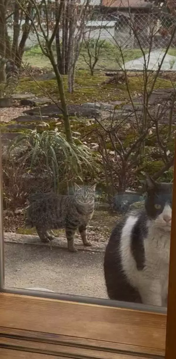 「この子のこと頼むね」近所のオス猫が妊娠中の小柄な猫を連れてきた　出産するまで毎日見守りに現れて…不思議な関係に17万件「いいね」