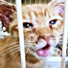 退職の日、玄関を出ると駆け寄ってきた小さな命　ゴミ捨て場にひとりぼっちでいた子猫が「生きる原動力」に