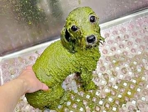 SNSが「リアルお茶犬だ！」と騒然　ハーブパックでトイプードルが驚きのビフォーアフター「ふわふわジェノベーゼ」「反則級にかわいい」