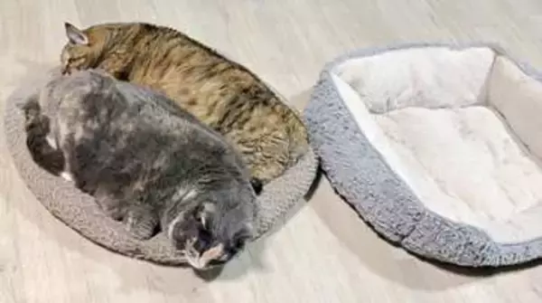 ふたつ用意したのに…姉妹猫がひとつのベッドにぎゅうぎゅう詰め状態！ 密着して眠る姿に「はみ出てる（笑）」「幸せつまってます」