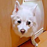 「「もうダメです…」ペットドア途中で半べそ顔　翌日に判明した“まさかの行動”に爆笑「なんで泣きそうな顔やねん」「ワロタwww」」の画像1