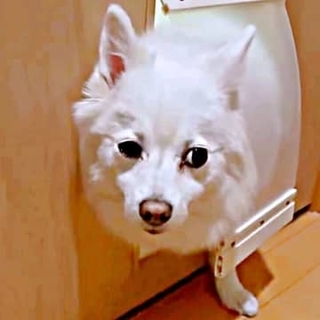 「もうダメです…」ペットドア途中で半べそ顔　翌日に判明した“まさかの行動”に爆笑「なんで泣きそうな顔やねん」「ワロタwww」