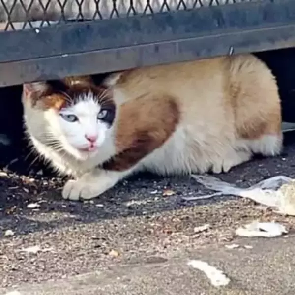 ゴミ捨て場で目が合うと必死に鳴きながら近づいてきた猫　5匹の先住猫に囲まれた温かい生活で気品あふれるレディに成長