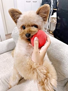 愛犬に愚痴を聞いてもらっていたら、突然立ち上がり…？？？ その後の行動に「何と尊い」「ヤサシーヌ」「元気でますね」