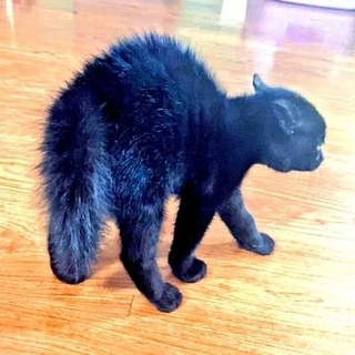 黒くてトゲトゲ…「ウニだ」保護子猫の名前が決まった瞬間　全身の毛を逆立てた「やんのかステップ」に反響