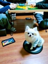 麻雀中に席を外したら…すかさず座るチワワが話題　座布団を死守する笑顔に「温めてくれてる？」「豊臣秀吉」と1.4万いいね