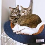 「無残に見捨てられた2匹の子猫…「一緒に迎えようよ」家族の後押し　正反対のキャラクターが本当の姉妹のように強く結ばれるまでの軌跡」の画像1