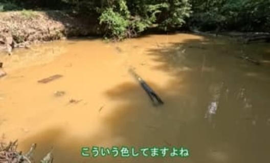 アメリカザリガニを駆除して1年…茶色く濁っていた池は、緑に覆われた豊かな水辺に　水草が繁茂し絶滅危惧種も確認された“生態系の回復”