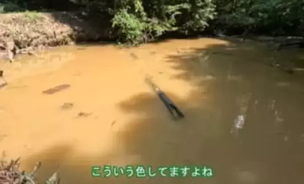 アメリカザリガニを駆除して1年…茶色く濁っていた池は、緑に覆われた豊かな水辺に　水草が繁茂し絶滅危惧種も確認された“生態系の回復”