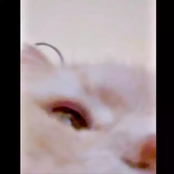 スマホの「フォルダに謎の動画が…」→9分も自撮りしてた猫、“最後の瞬間”にびっくり！　「次は生配信」「鼻息浴びたい」