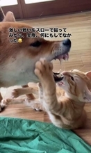 豆柴と元保護猫が本気のバトル！と思ったら…スロー撮影がとらえた平和な真実にほっこり　「最高すぎる」「優しい世界」
