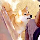 「猫がチヤホヤされてて…「私も！」柴犬が必死のアピール→急に我に返るギャップに爆笑「ヤキモチだなぁ～」「かまって柴ちゃん」」の画像1