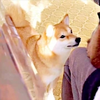 猫がチヤホヤされてて…「私も！」柴犬が必死のアピール→急に我に返るギャップに爆笑「ヤキモチだなぁ～」「かまって柴ちゃん」