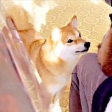 猫がチヤホヤされてて…「私も！」柴犬が必死のアピール→急に我に返るギャップに爆笑「ヤキモチだなぁ～」「かまって柴ちゃん」