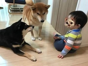 「妊娠したので気が荒い柴犬を手放したい」←相談された、柴犬2匹と暮らす女性が実行した「9つの対策」とは？「犬を迎える前に覚悟があるかどうかを考えて」