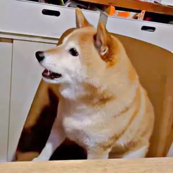 「おやつ欲しすぎて…」柴犬が鳴き声のギアを上げた結果　まさかの声が出て自分できょとん「『え？』顔にきゅん」「必死だぁ」