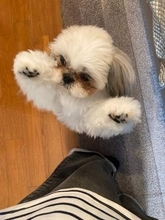 トマト切ってると…テンション爆上がりの犬さん　「二足歩行アタック」が激しすぎる「それ、食べられるやつです！ください」