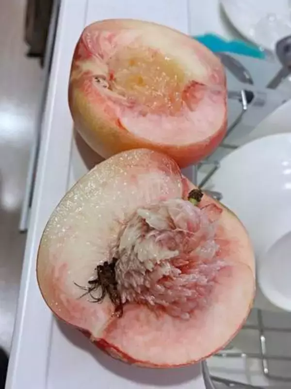 桃を切ったら「虫のようなもの」が…2度の発見に困惑、これは何？ 桃農家から寄せられた見解に「知らなかった！」「すごい」