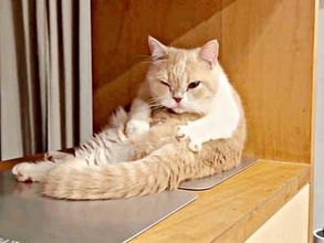 愛猫が今日も「セルフケア」お尻をついて自分で器用にふみふみする姿に2.6万いいね　「かわいすぎ」「初めて見た」「表情も最高」