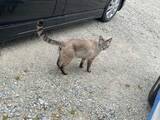 「駐車場に車を停めたら→猫が車の中に入ってきた！　堂々と車内を探検「こんなことあるんだ」」の画像1